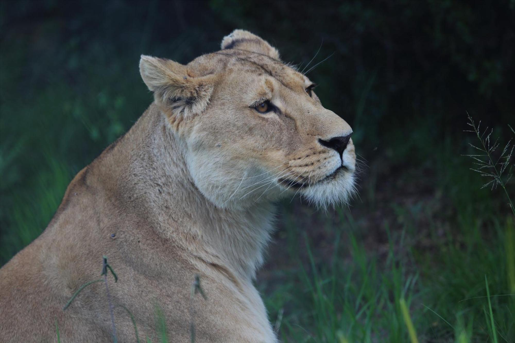 Villa Lionsrock Big Cat Sanctuary à Bethlehem Extérieur photo