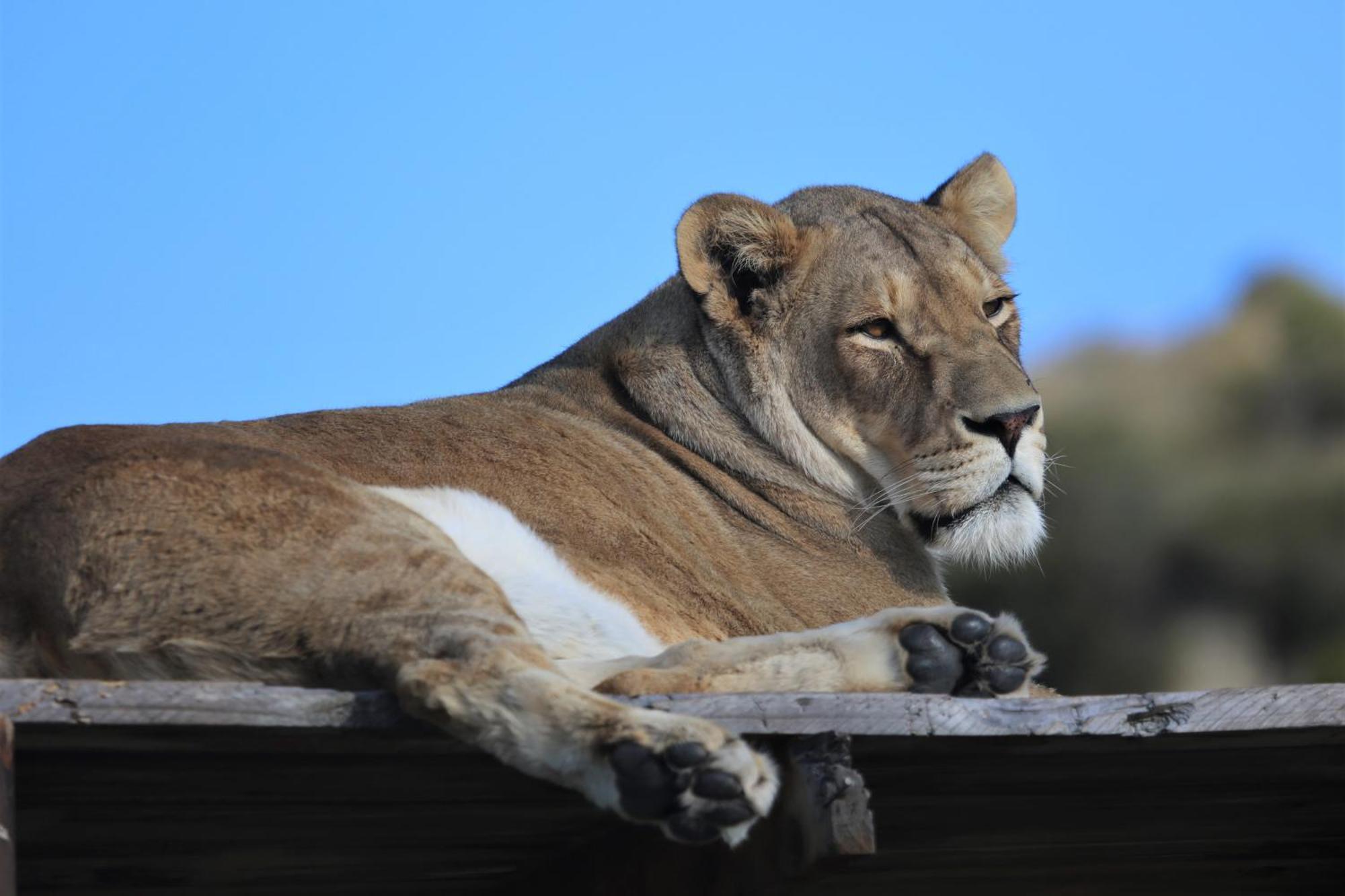 Villa Lionsrock Big Cat Sanctuary à Bethlehem Extérieur photo