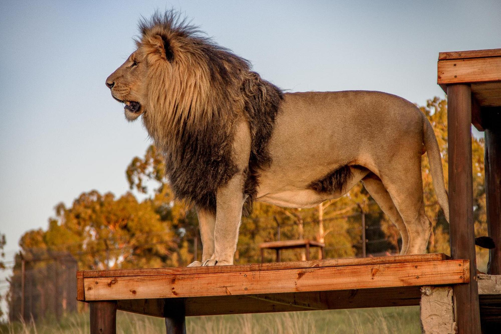 Villa Lionsrock Big Cat Sanctuary à Bethlehem Extérieur photo
