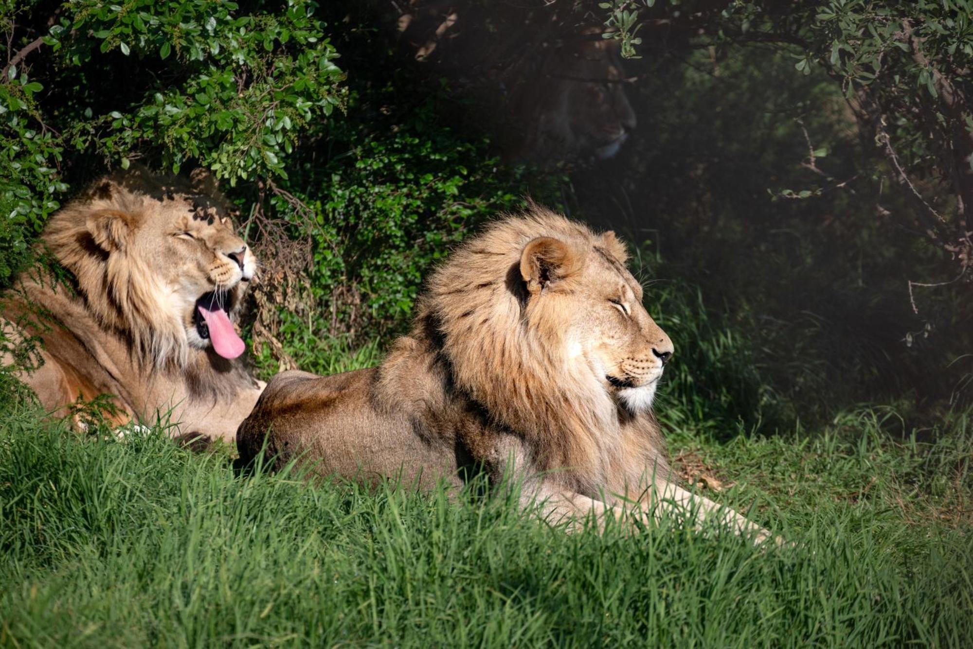 Villa Lionsrock Big Cat Sanctuary à Bethlehem Extérieur photo