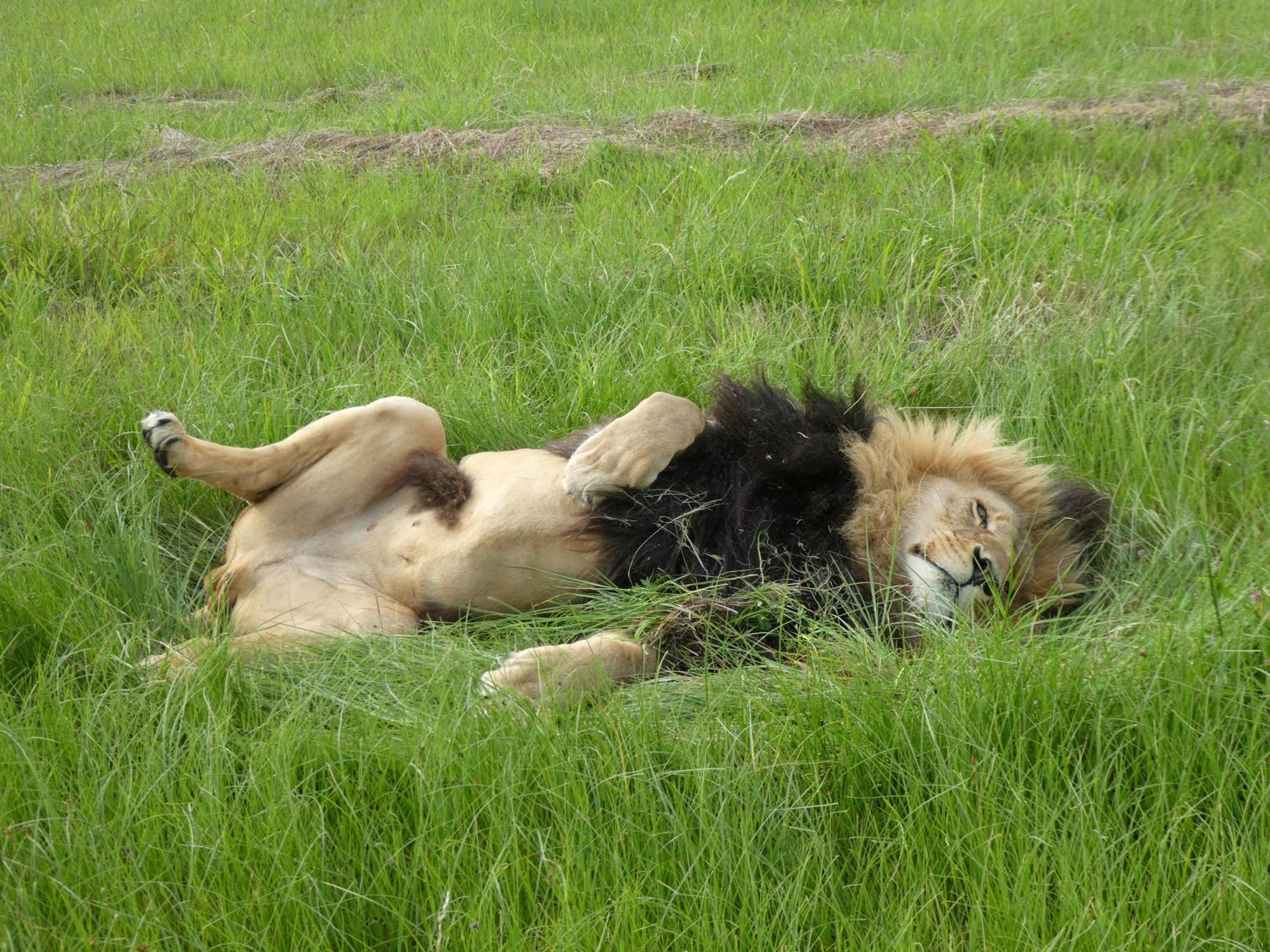 Villa Lionsrock Big Cat Sanctuary à Bethlehem Extérieur photo