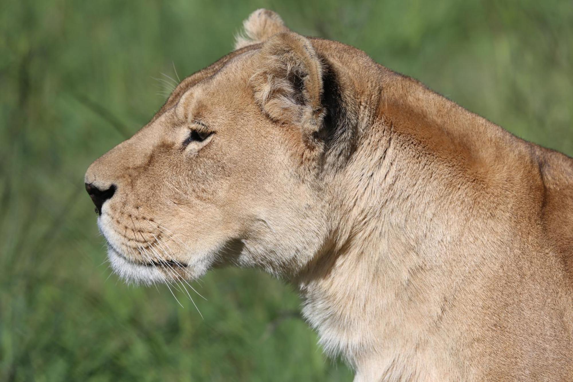 Villa Lionsrock Big Cat Sanctuary à Bethlehem Extérieur photo