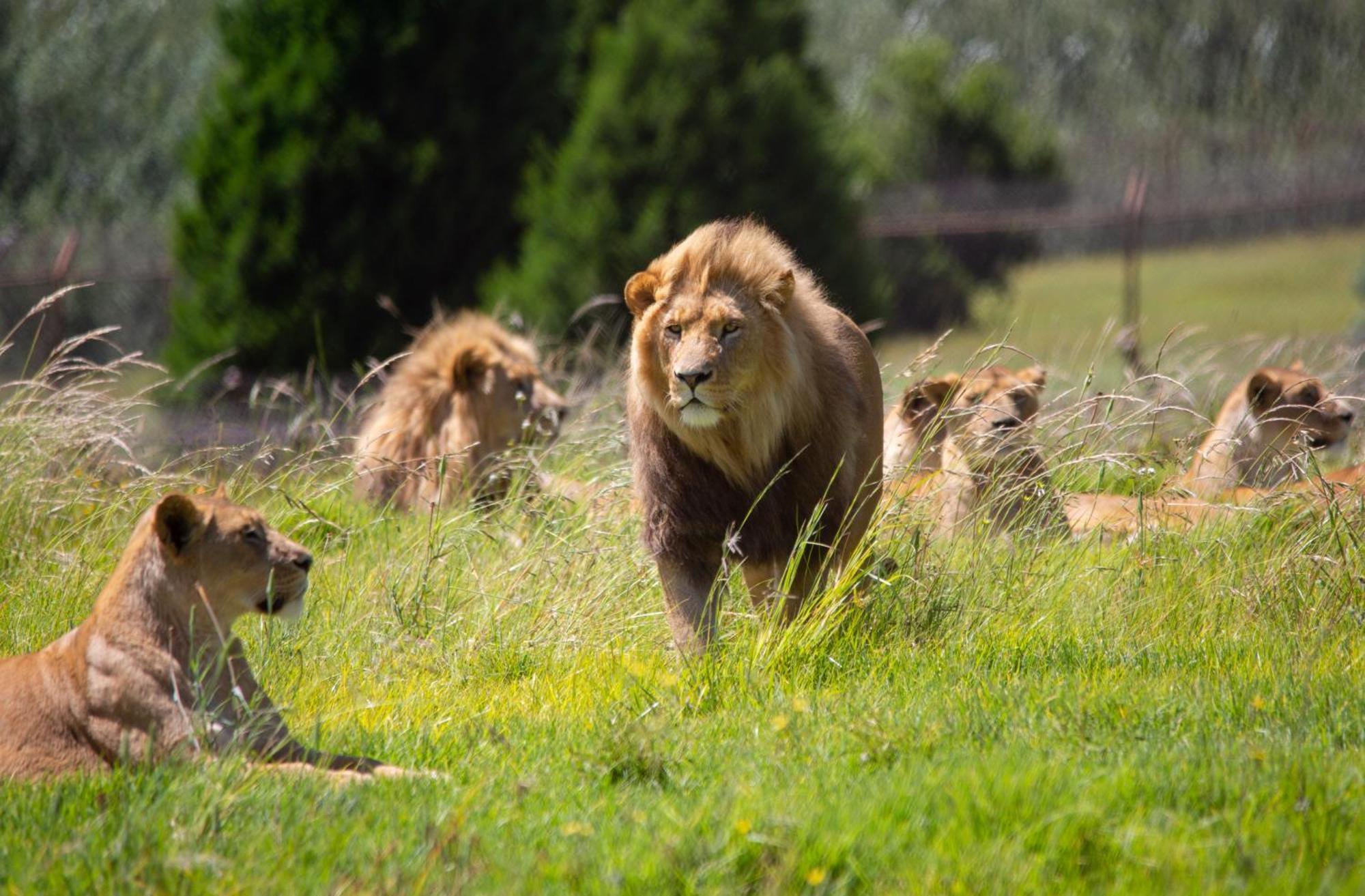 Villa Lionsrock Big Cat Sanctuary à Bethlehem Extérieur photo