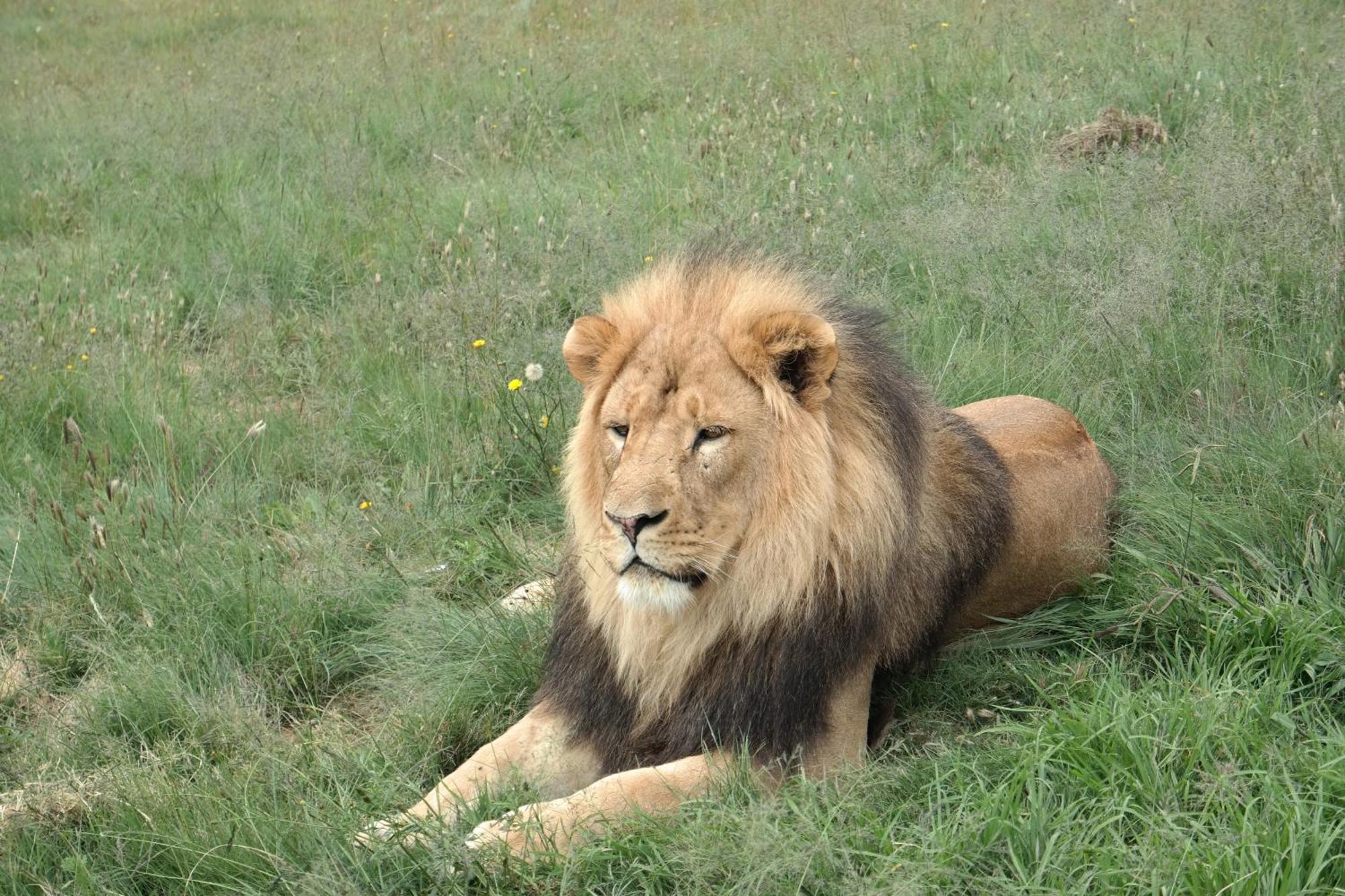 Villa Lionsrock Big Cat Sanctuary à Bethlehem Extérieur photo