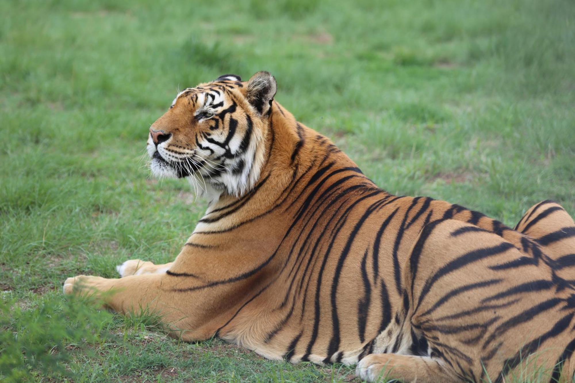 Villa Lionsrock Big Cat Sanctuary à Bethlehem Extérieur photo