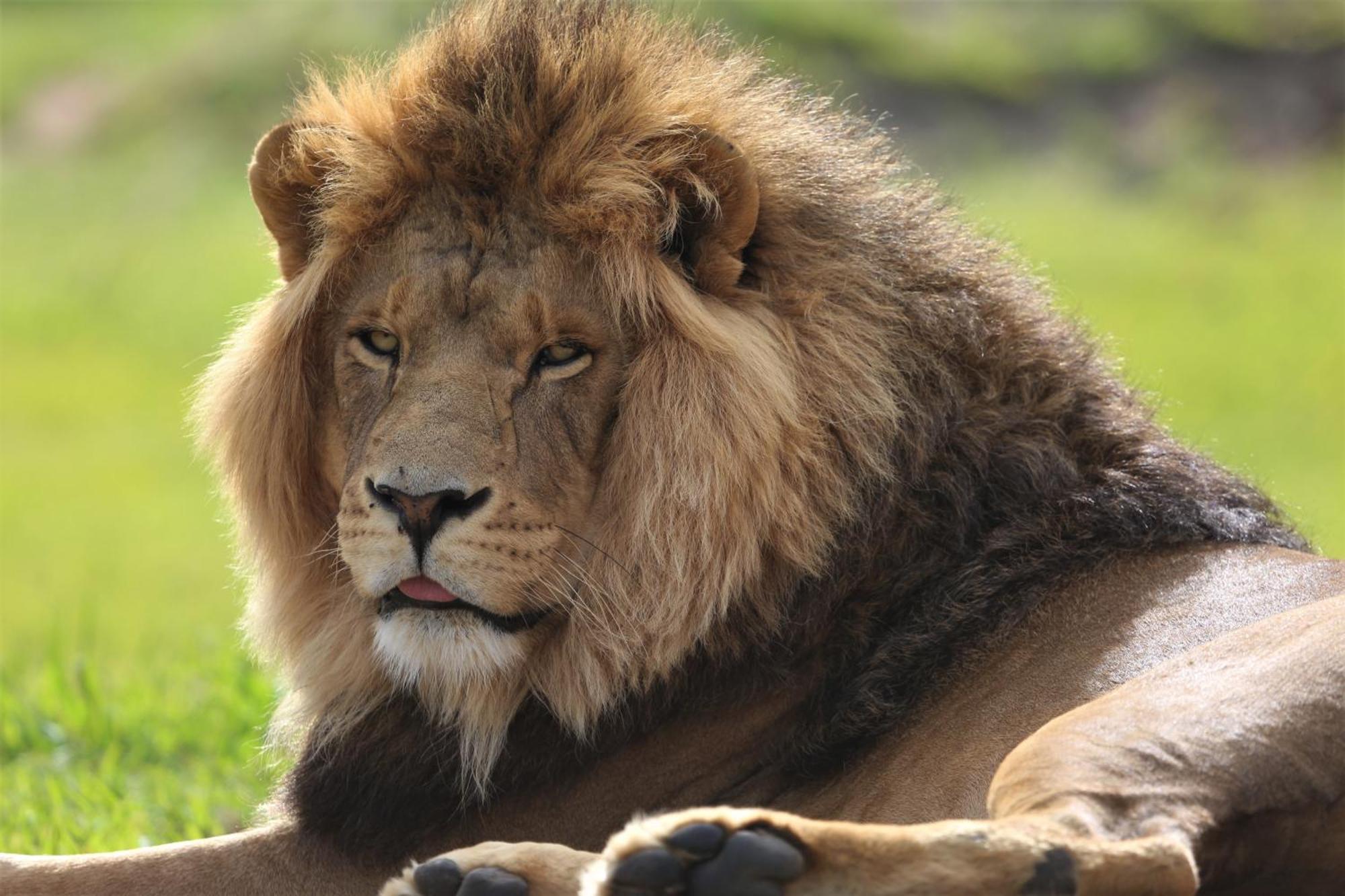 Villa Lionsrock Big Cat Sanctuary à Bethlehem Extérieur photo