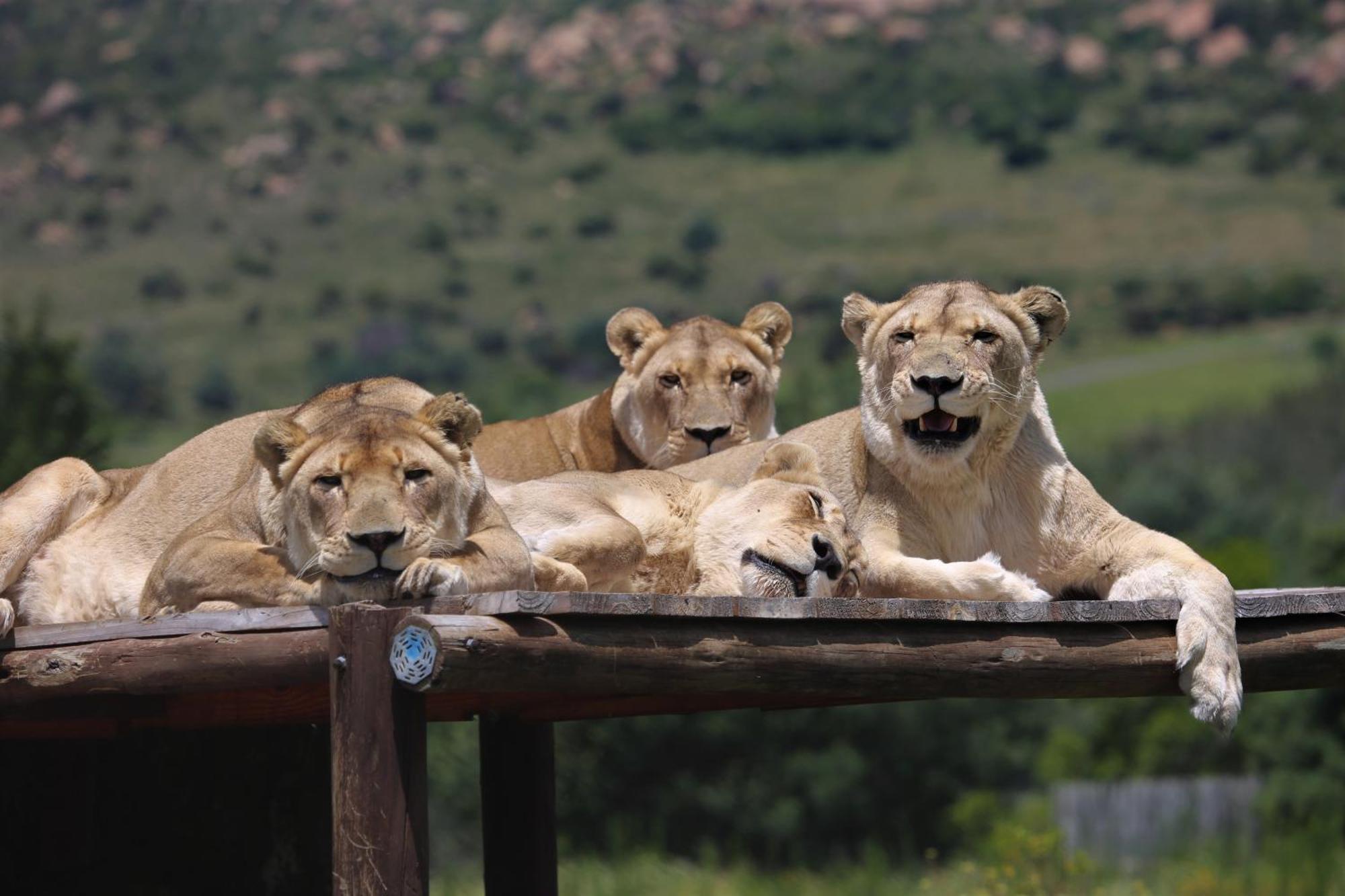 Villa Lionsrock Big Cat Sanctuary à Bethlehem Extérieur photo