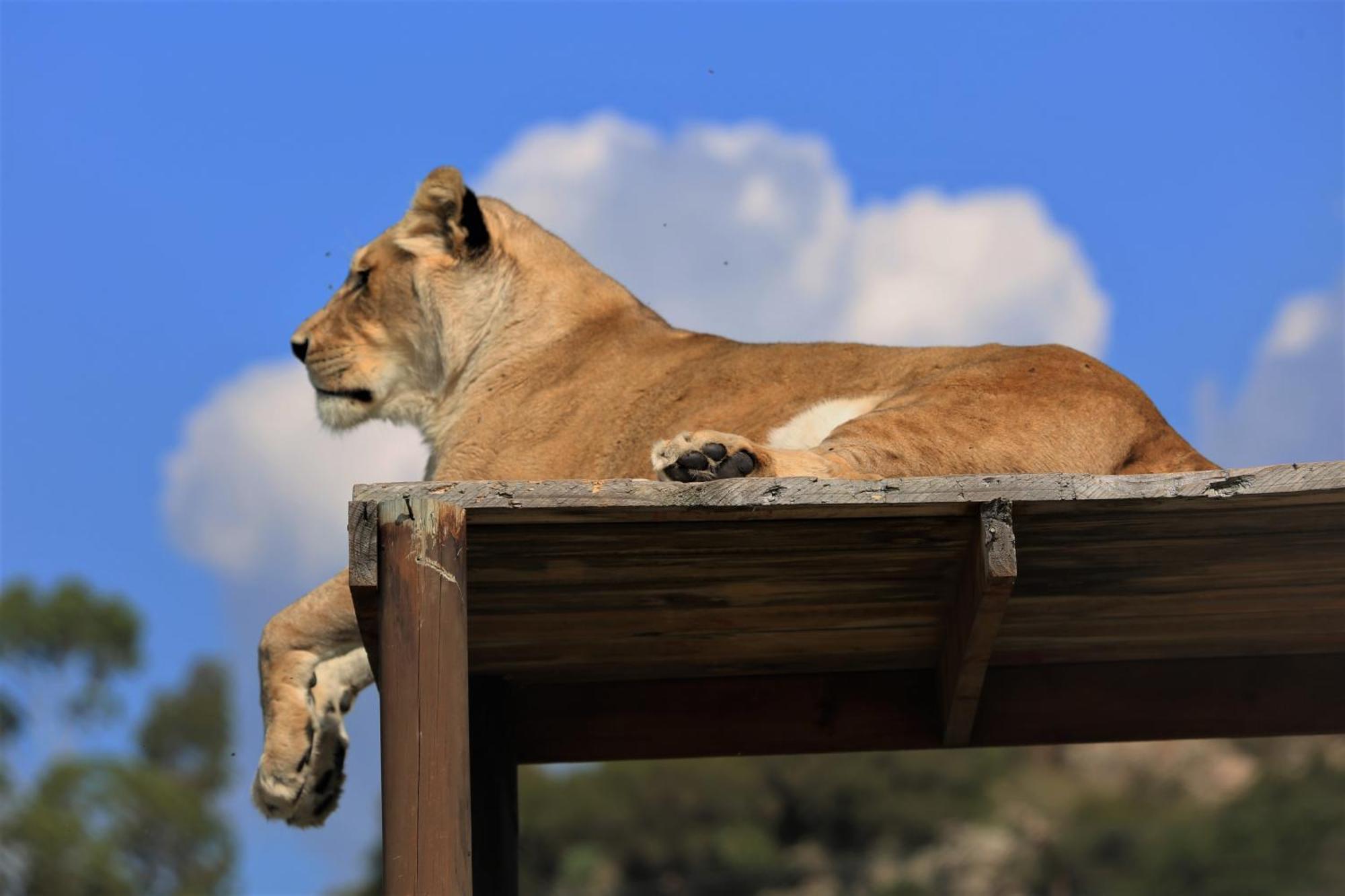 Villa Lionsrock Big Cat Sanctuary à Bethlehem Extérieur photo