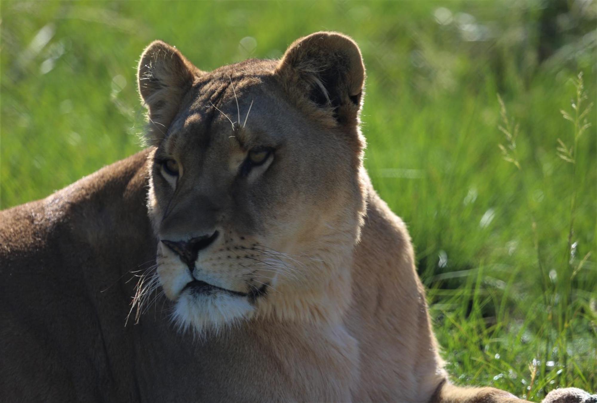 Villa Lionsrock Big Cat Sanctuary à Bethlehem Extérieur photo