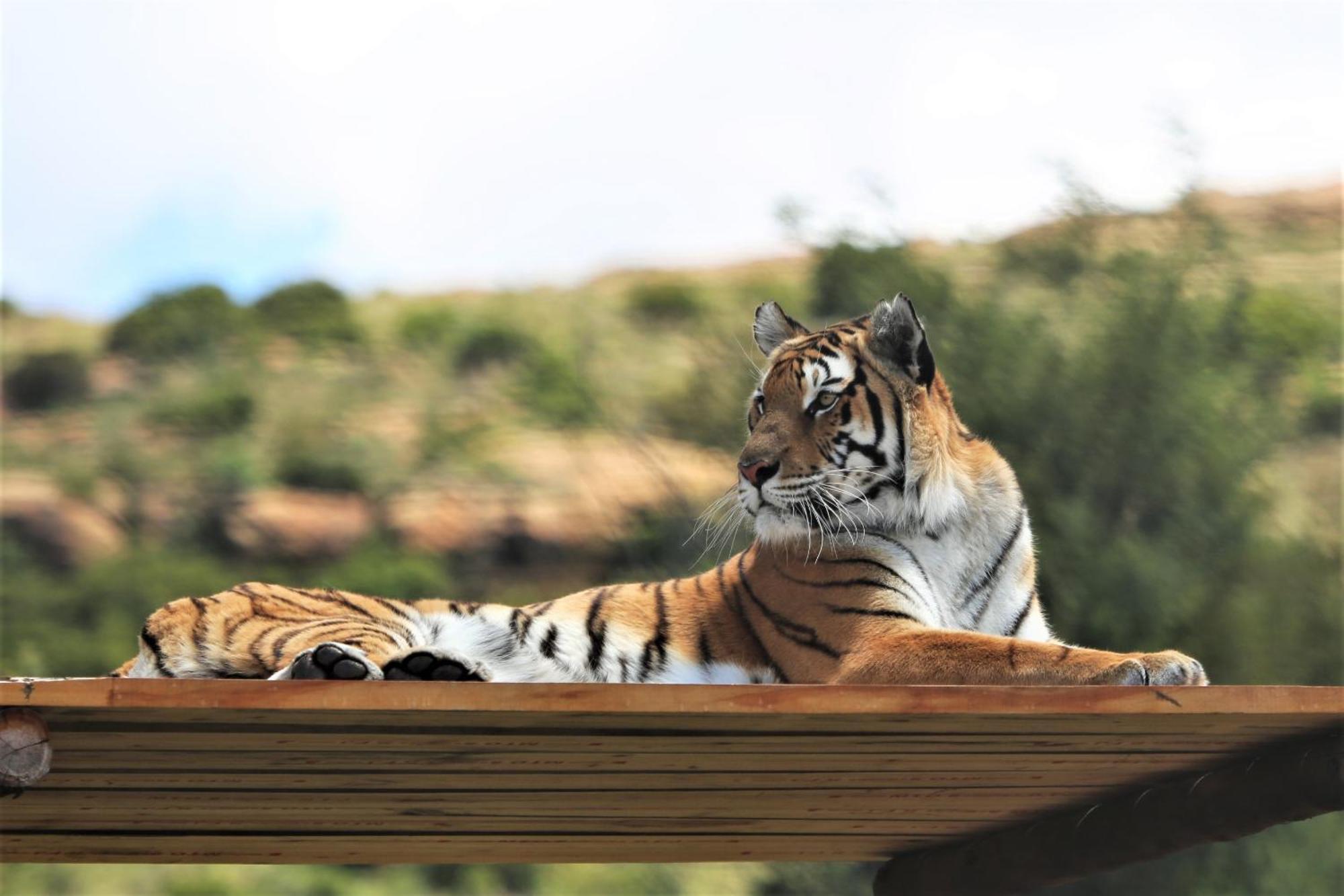 Villa Lionsrock Big Cat Sanctuary à Bethlehem Extérieur photo