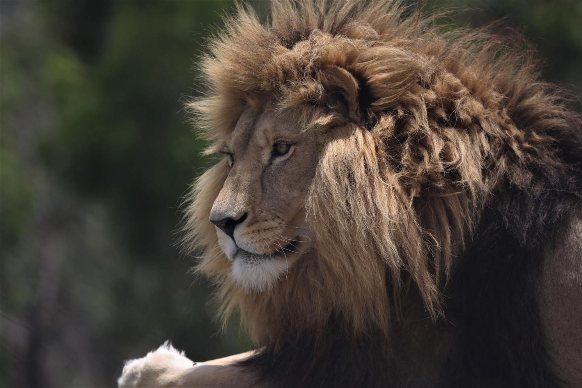 Villa Lionsrock Big Cat Sanctuary à Bethlehem Extérieur photo