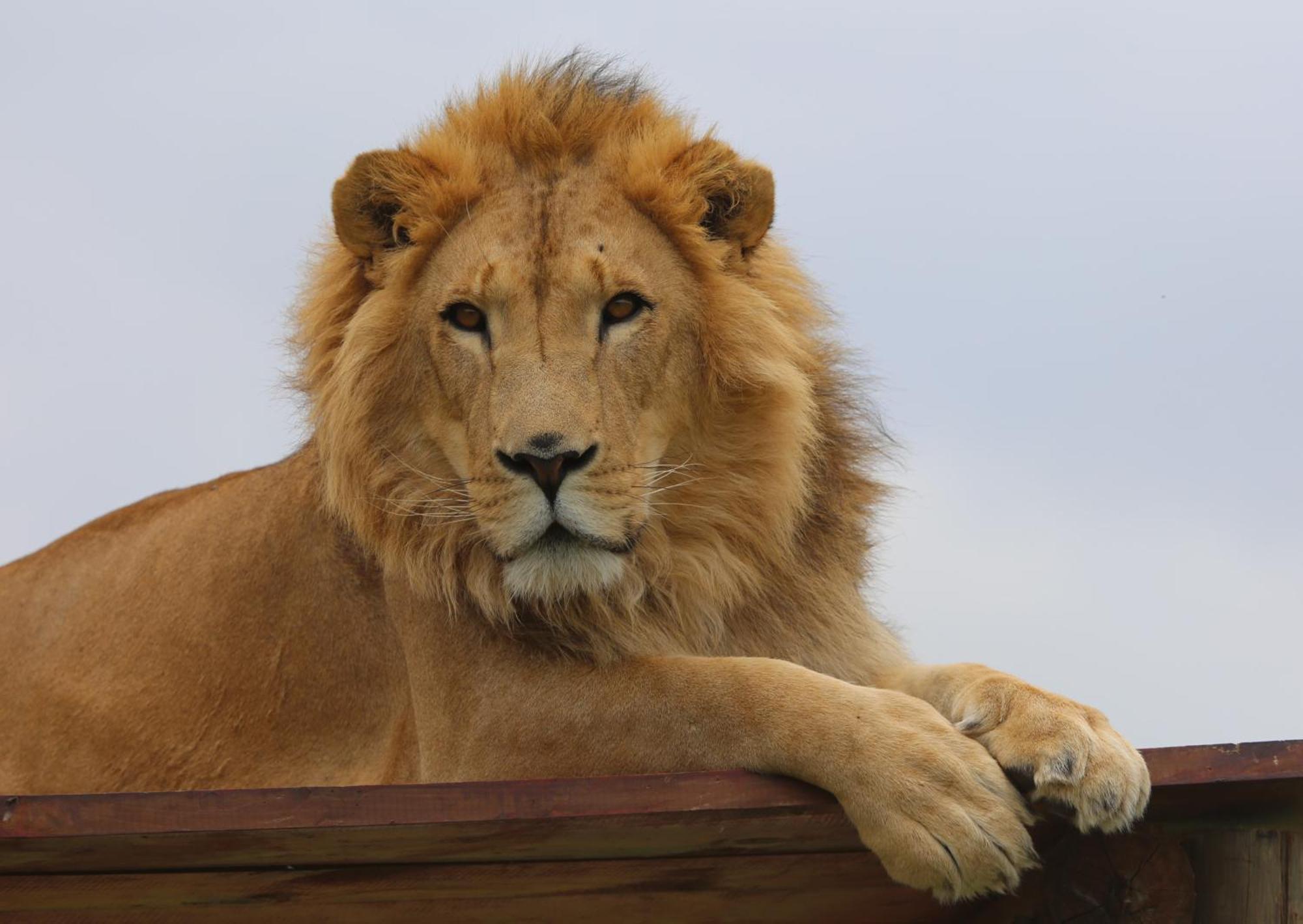 Villa Lionsrock Big Cat Sanctuary à Bethlehem Extérieur photo