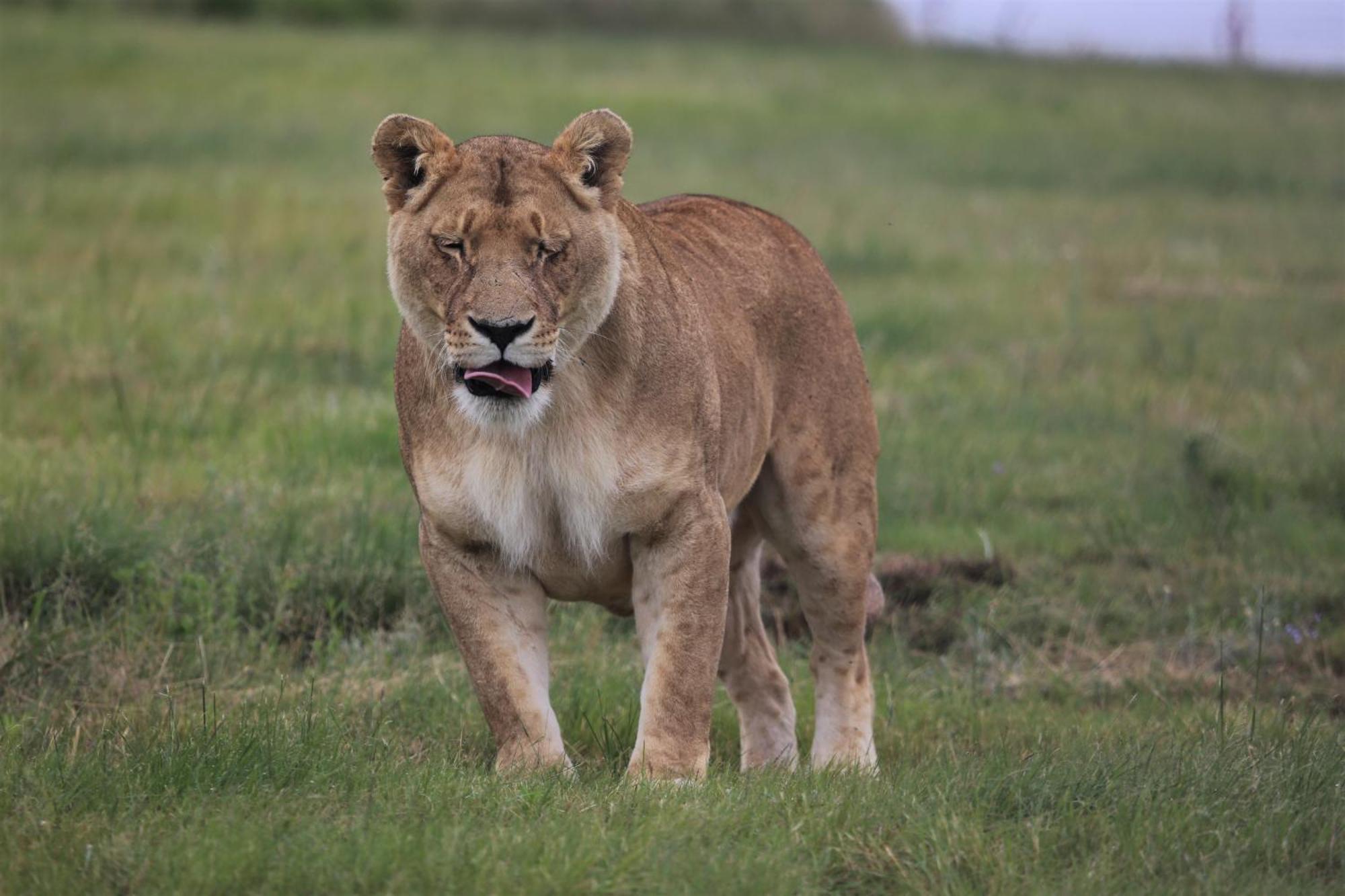 Villa Lionsrock Big Cat Sanctuary à Bethlehem Extérieur photo