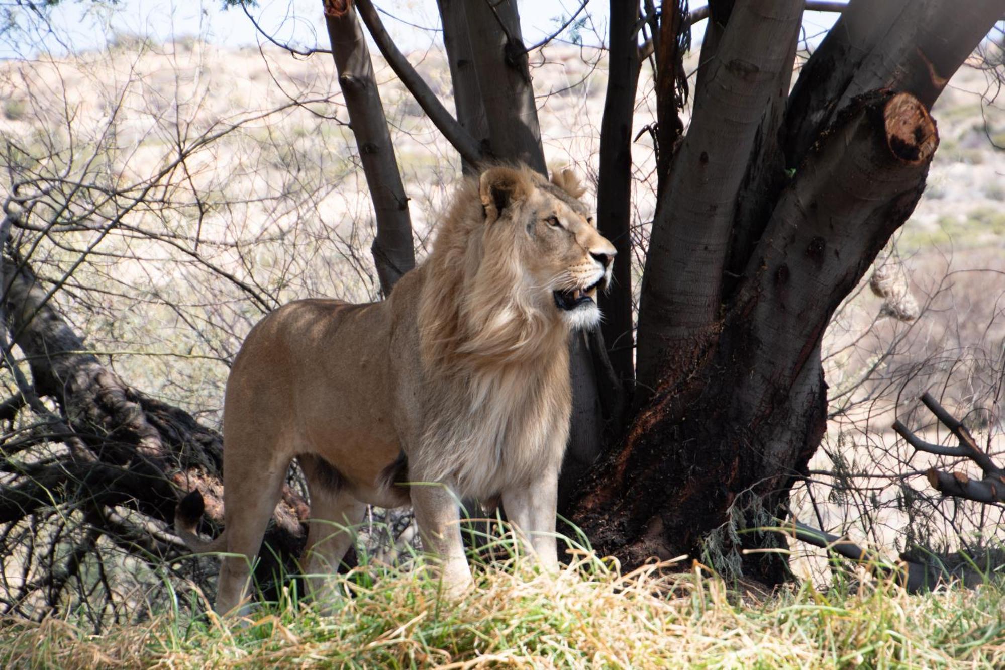 Villa Lionsrock Big Cat Sanctuary à Bethlehem Extérieur photo