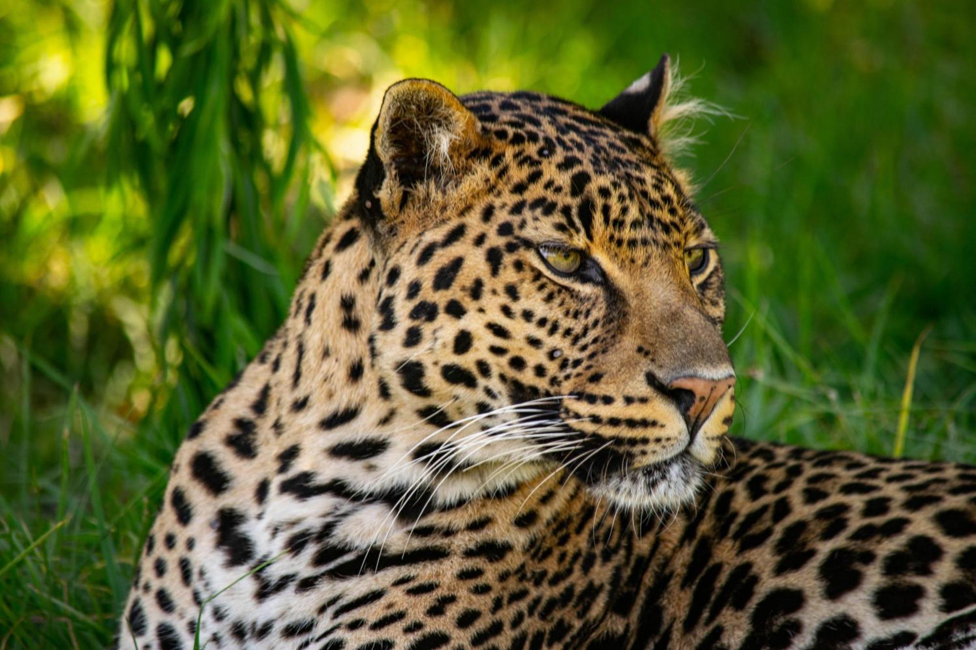 Villa Lionsrock Big Cat Sanctuary à Bethlehem Extérieur photo